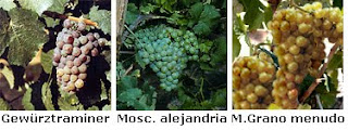 Uvas+Vi%C3%B1a+Esmeralda.bmp