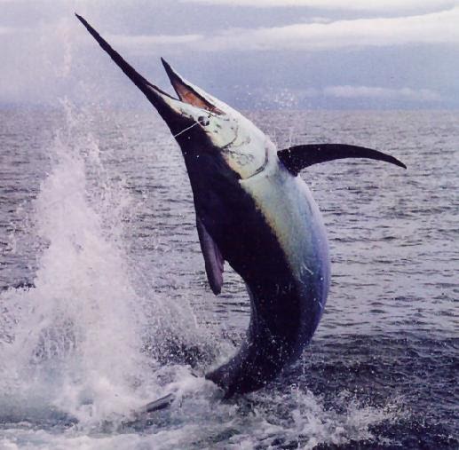Animals World: Marlin Fish