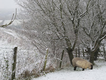 Winter in the Rhydlewis area