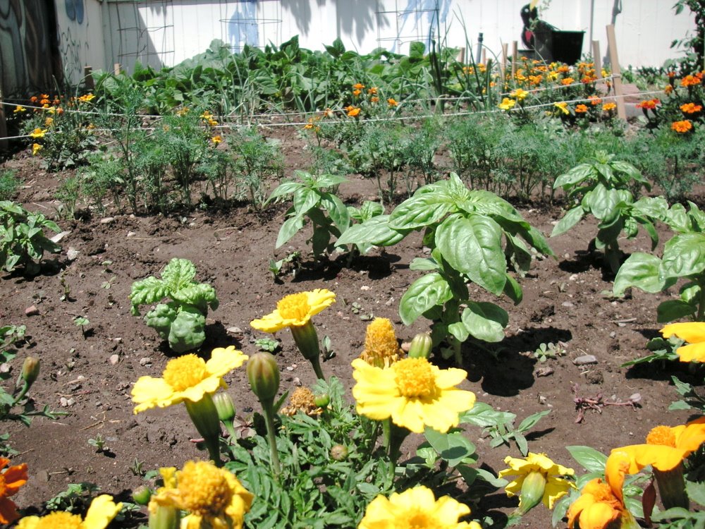 [garden2.jpg]