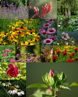 Plante Vivace Jardin