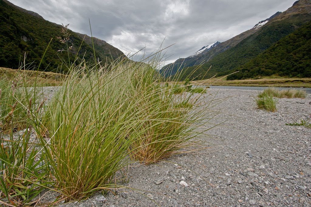 Near the junction of a small side stream and the main Siberia stream Near the junction of a small side stream and the main Siberia stream