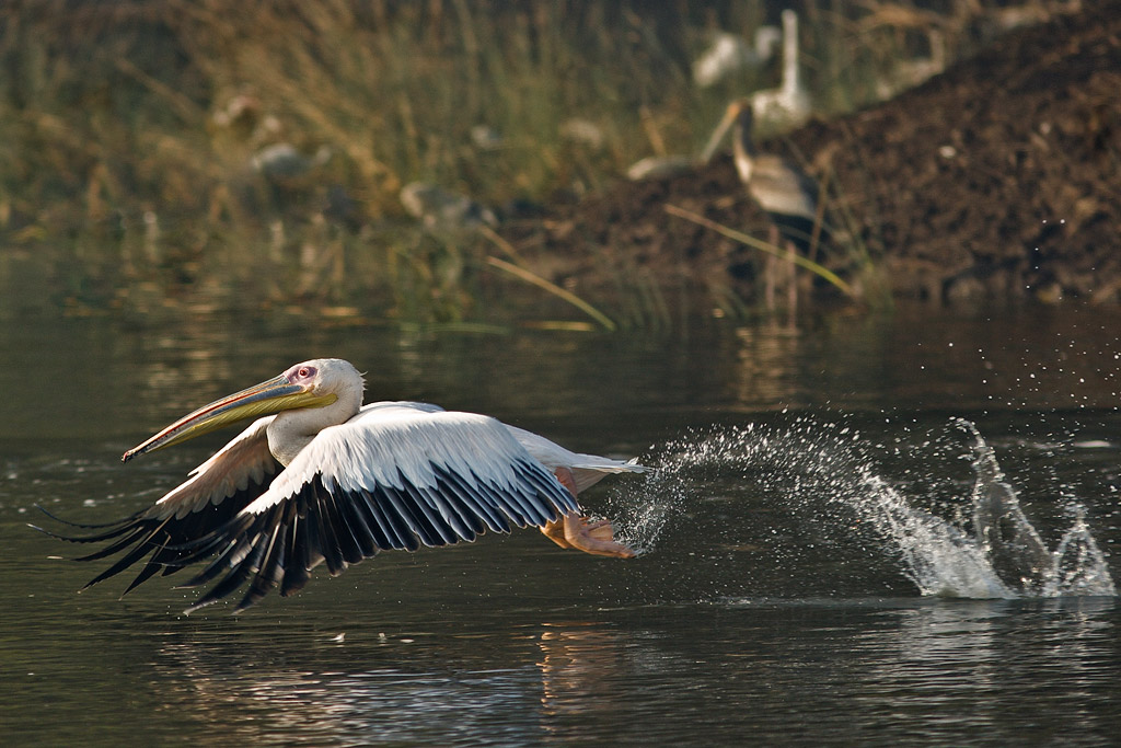 Great white pelican, Khijadiya, Gujarat