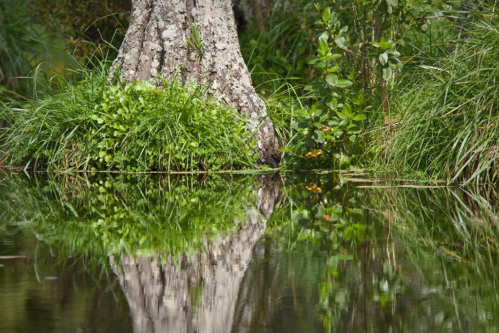 Kahikatea reflection