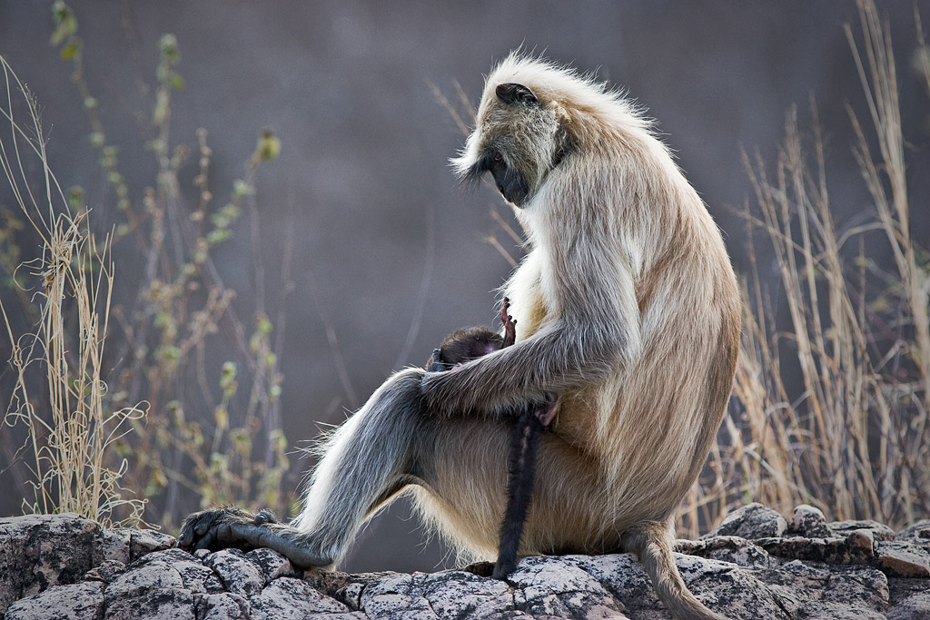 Langur and baby