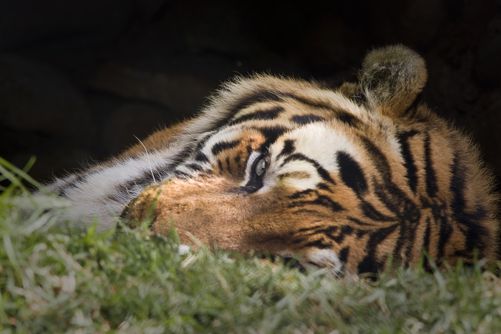 Tiger at Naini Tal zoo