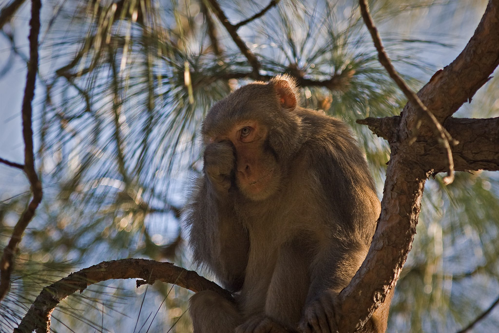 Rhesus macaque