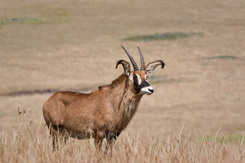 Roan antelope