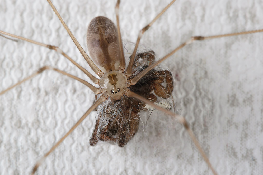 Pholcus eating spider