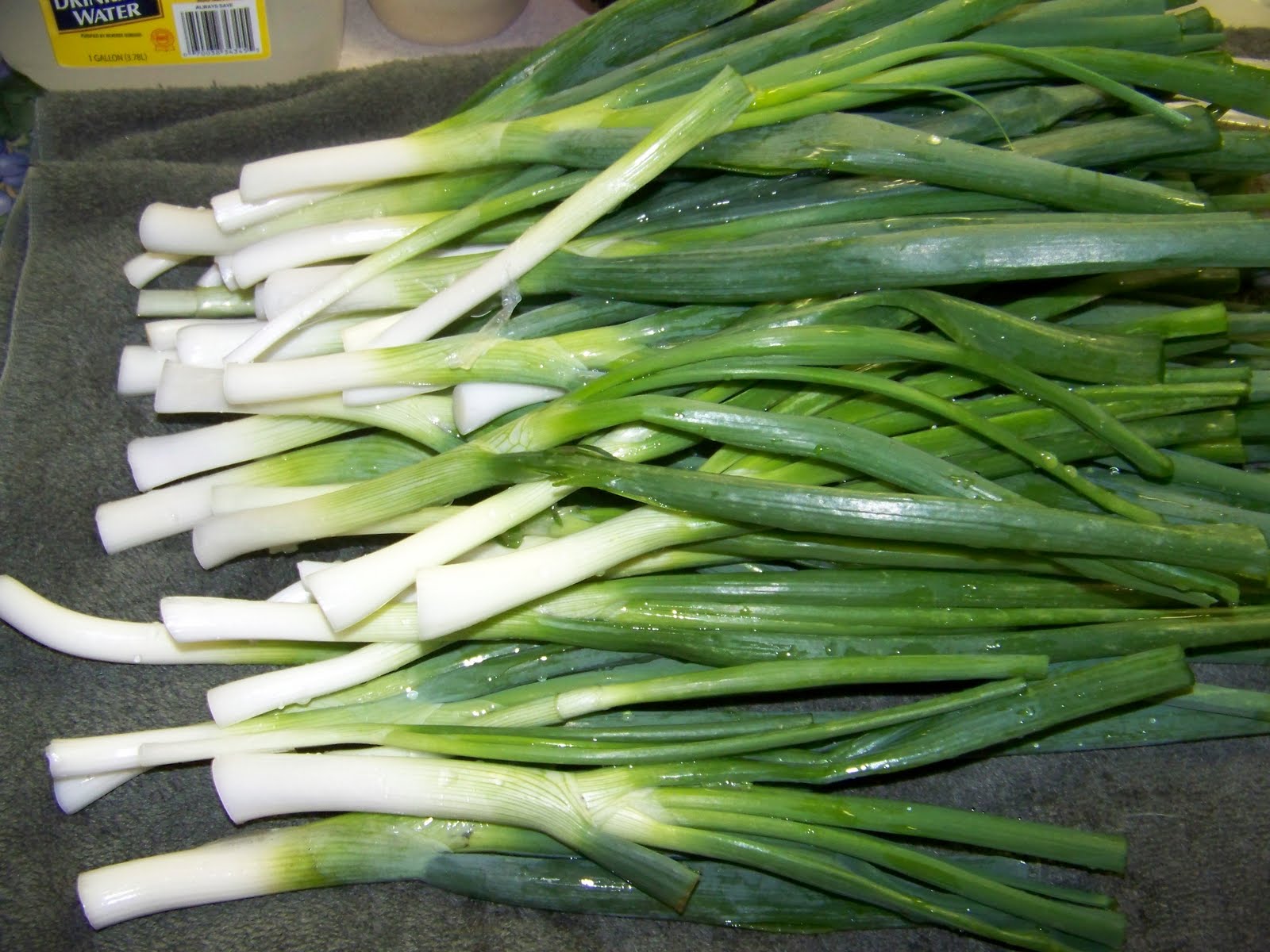 Hickery Holler Farm Freezing Spring Onions
