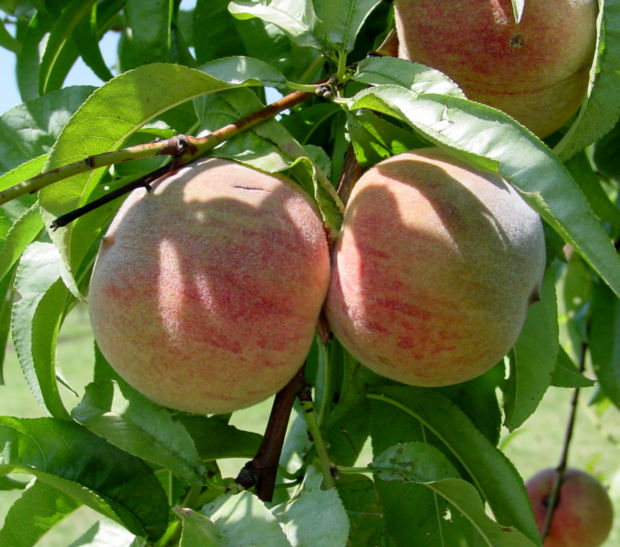 Hickery Holler Farm Indian Blood Red Peaches