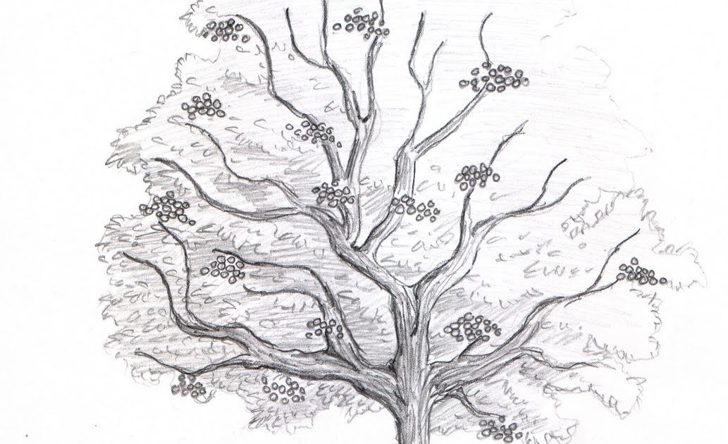 Sara Dunkerton Illustration and Animation The Fruits of Labour The