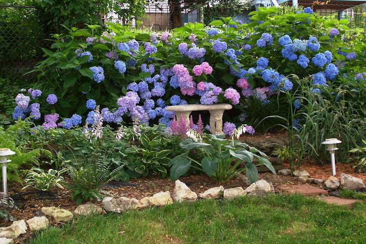 Hydrangeas Summer 2010