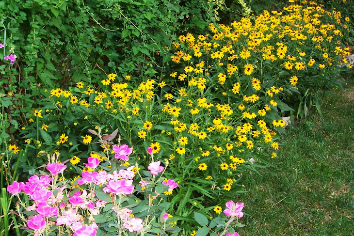 Blackeyed Susans and roses