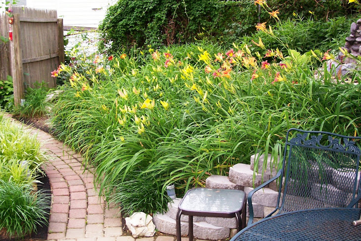 Daylilies in bloom