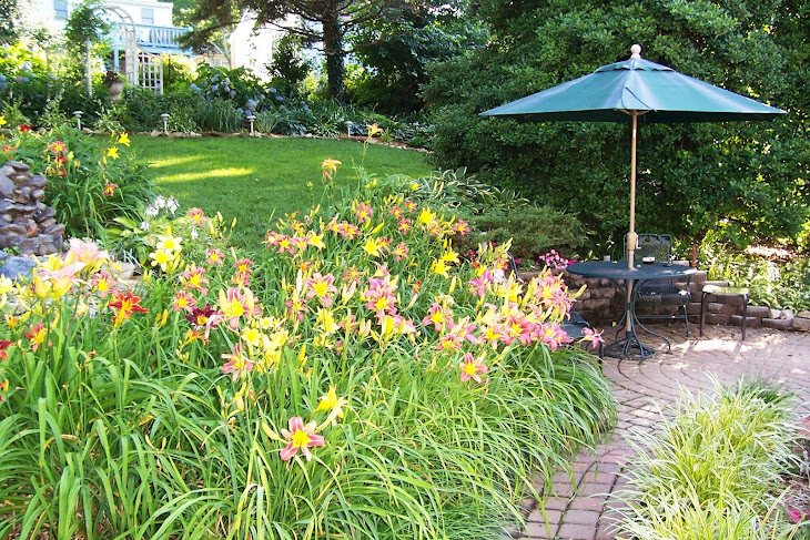 Daylilies in bloom