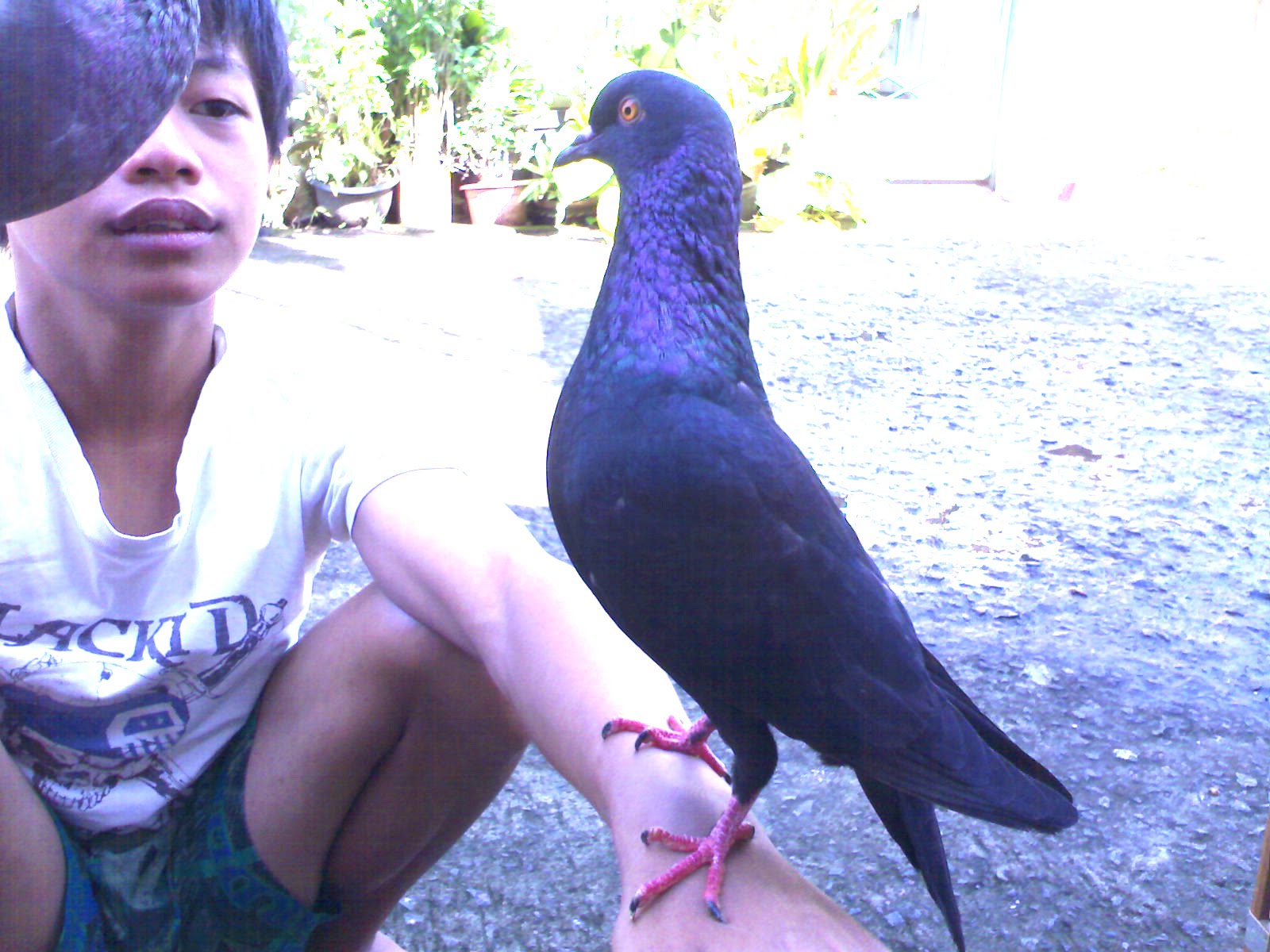 Merpati Kolong R G C