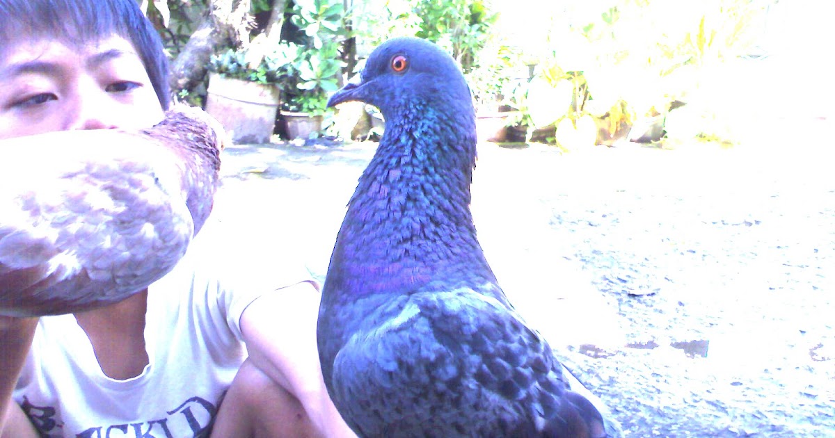 Merpati Kolong R G C