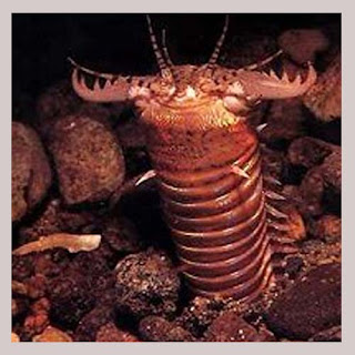 The Largest Earthworm