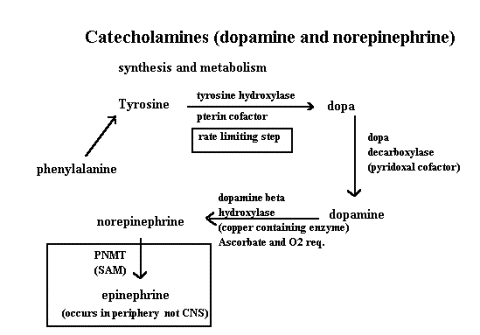 [Catecholamines_biosynthesis2.png]