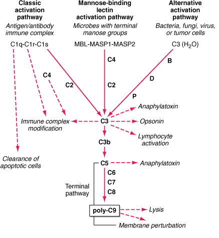 [Complement_system_pathways.png]