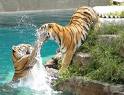 [tag+tigers.jpg]