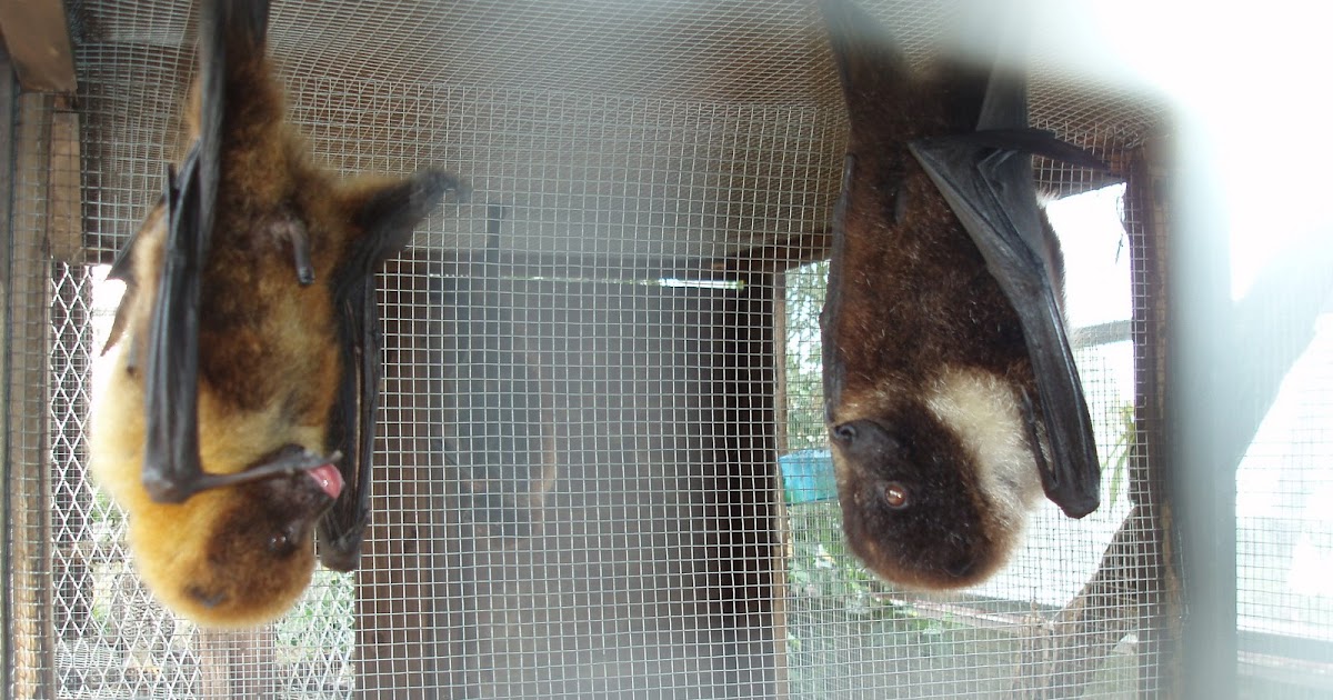 LadyJane in La Paz Ryukyu Flying Foxes Okinawan Bats