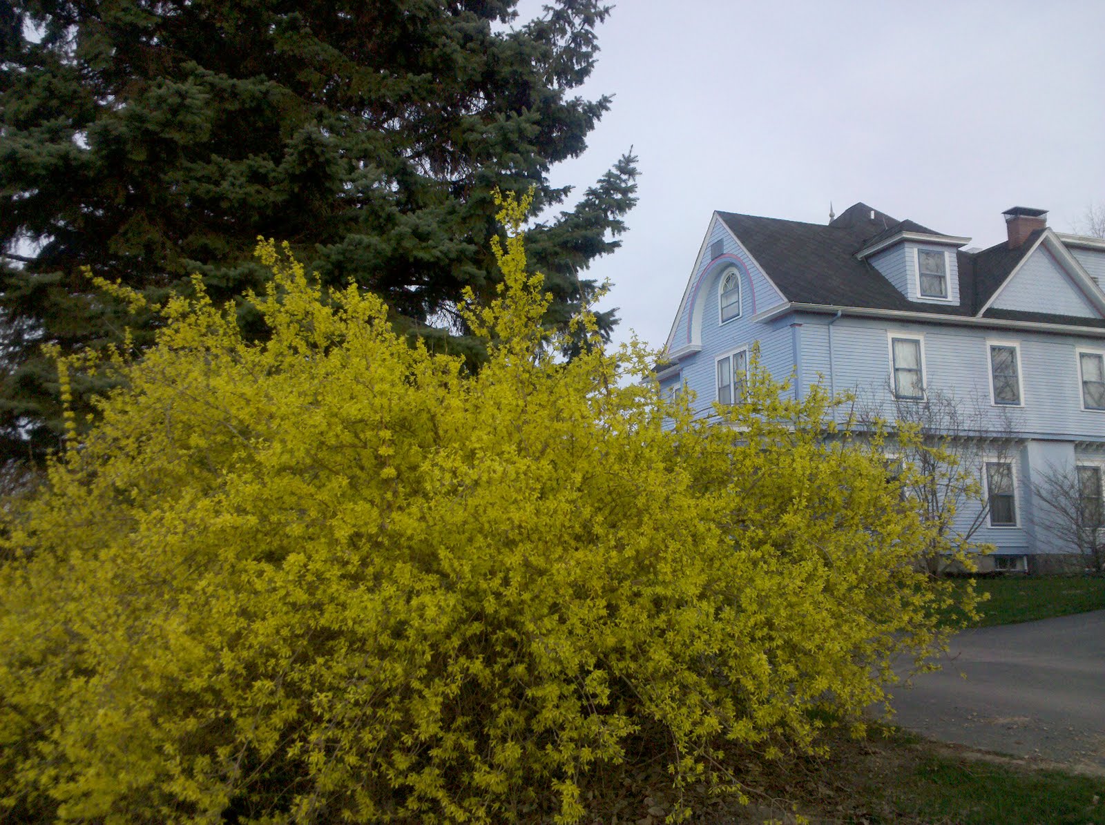 Forsythia Shrub Page 6 Age Fotostock America Inc Agefotostock