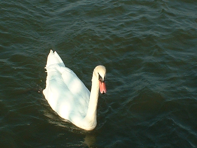 [Swan+looking+for+dinner.JPG]