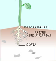 [raiz.jpg]