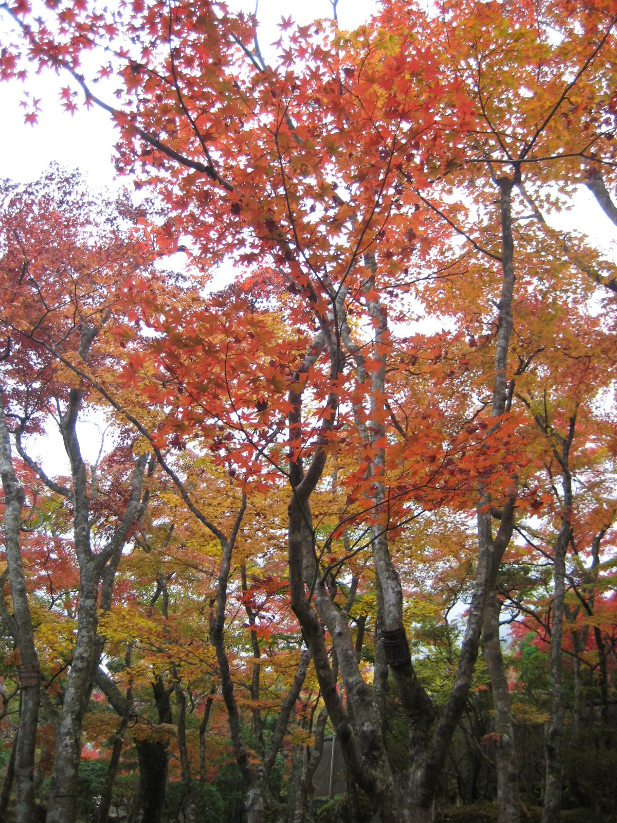 [IMG_0881.JPG]