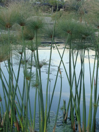 El agua ,siempre lo mejor de la Tierra.