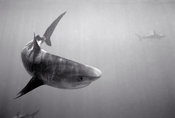 Tiger+Shark+Galapagoes+Shark+in+background+%28SC-1259%29.jpg