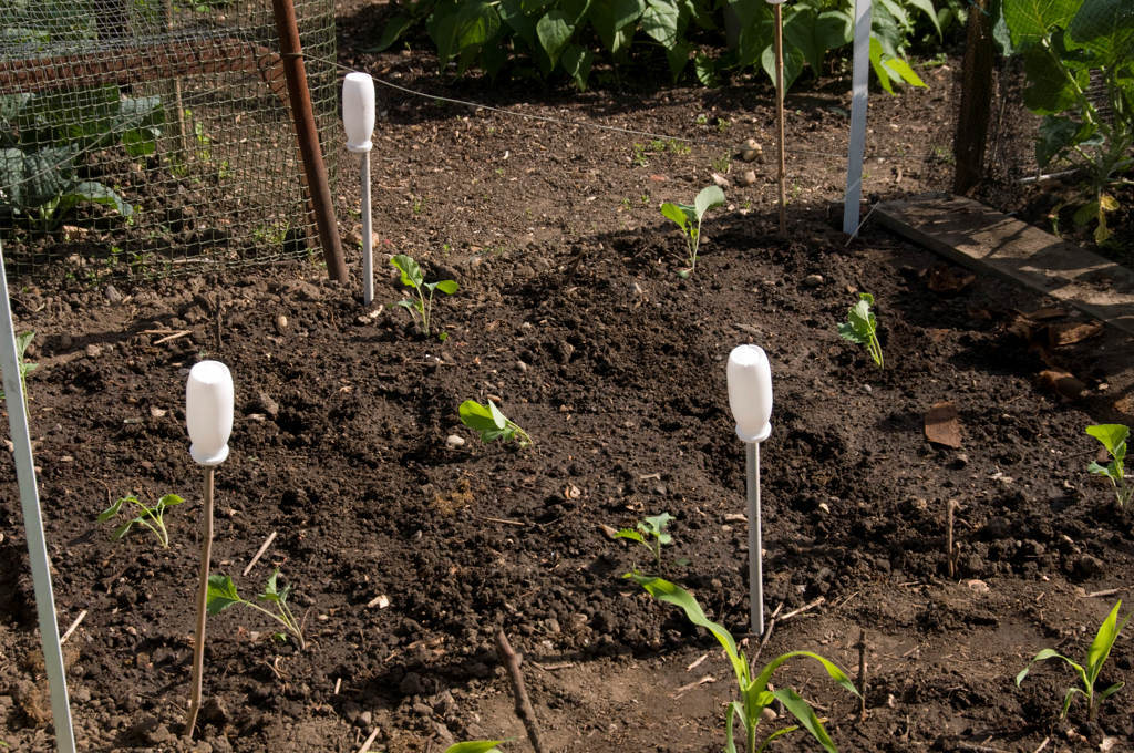 [allotment008.JPG]