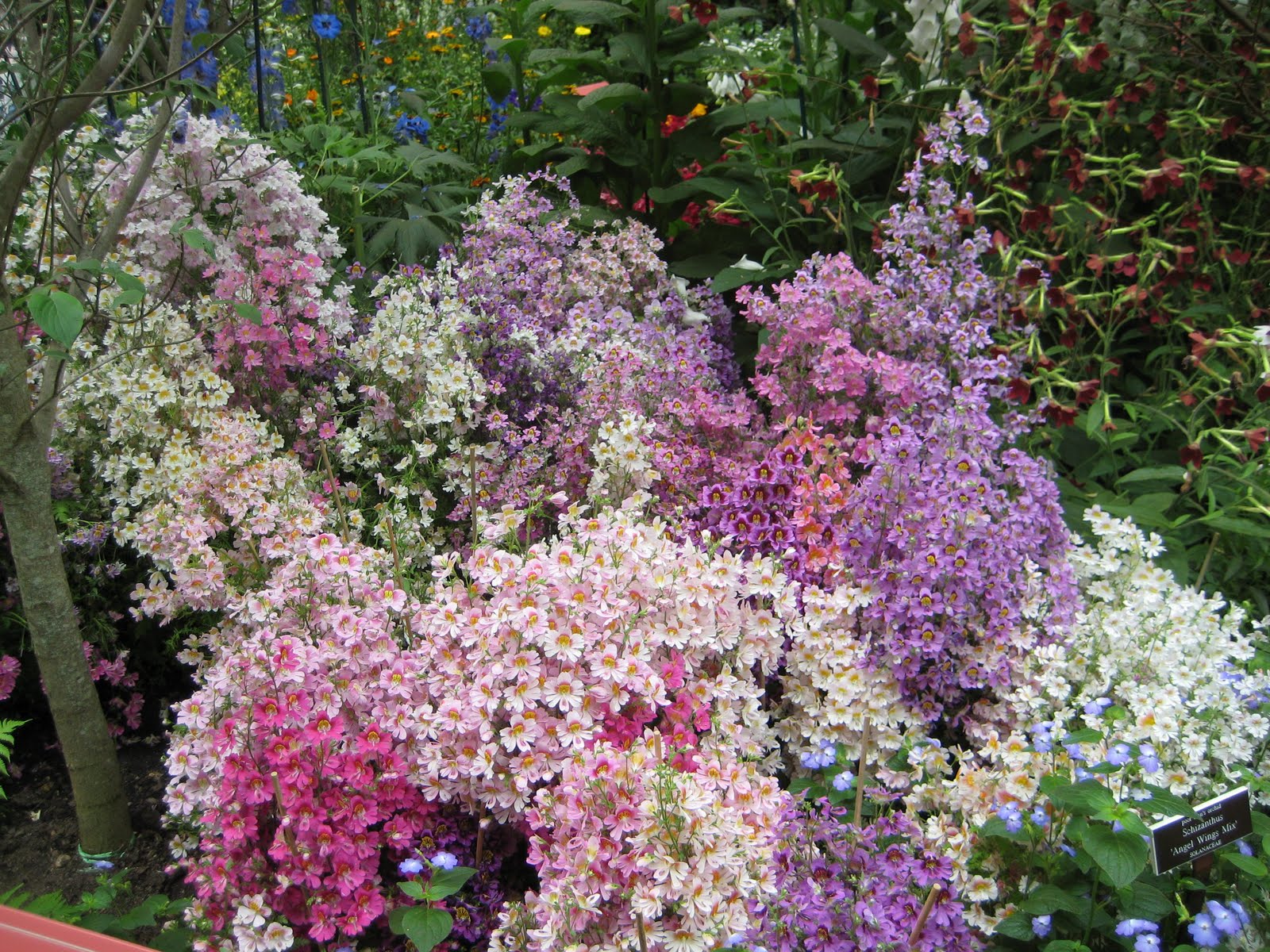 Emily Dickinson's Garden