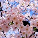 its sakura flower