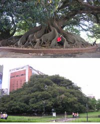 [Great+Ficus+Argentina-s.jpg]