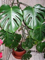 [monstera-s.jpg]