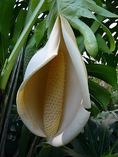 Цветок Филодендрона