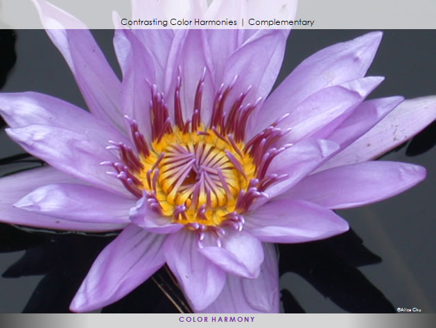 Principles Of Design Harmony : Withasmile principles of design harmony