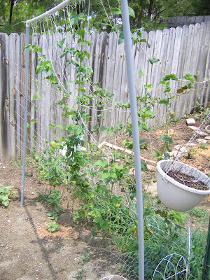 July 2008 - Pole Beans