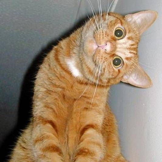 [curious-photos-07.jpg]