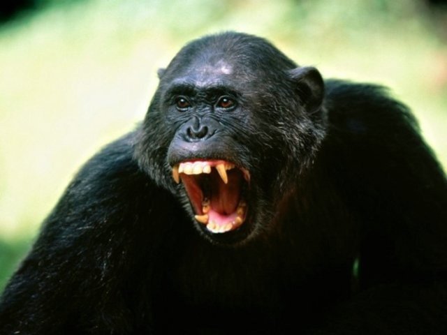 [pets-animals-06.jpg]