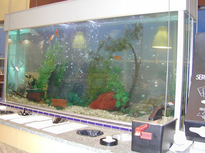 fish aquarium design