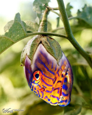 funny photoshopped pictures