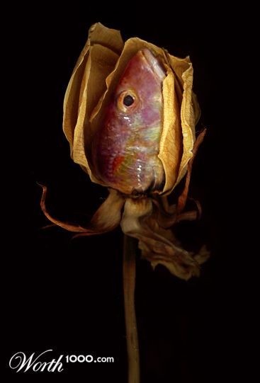 [fishy-photoshopped-37.jpg]
