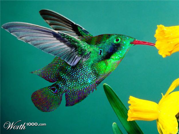 [fishy-photoshopped-40.jpg]