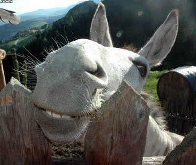 Animais também sorriem?