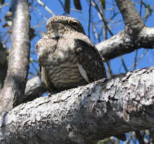 Tavora Hawk