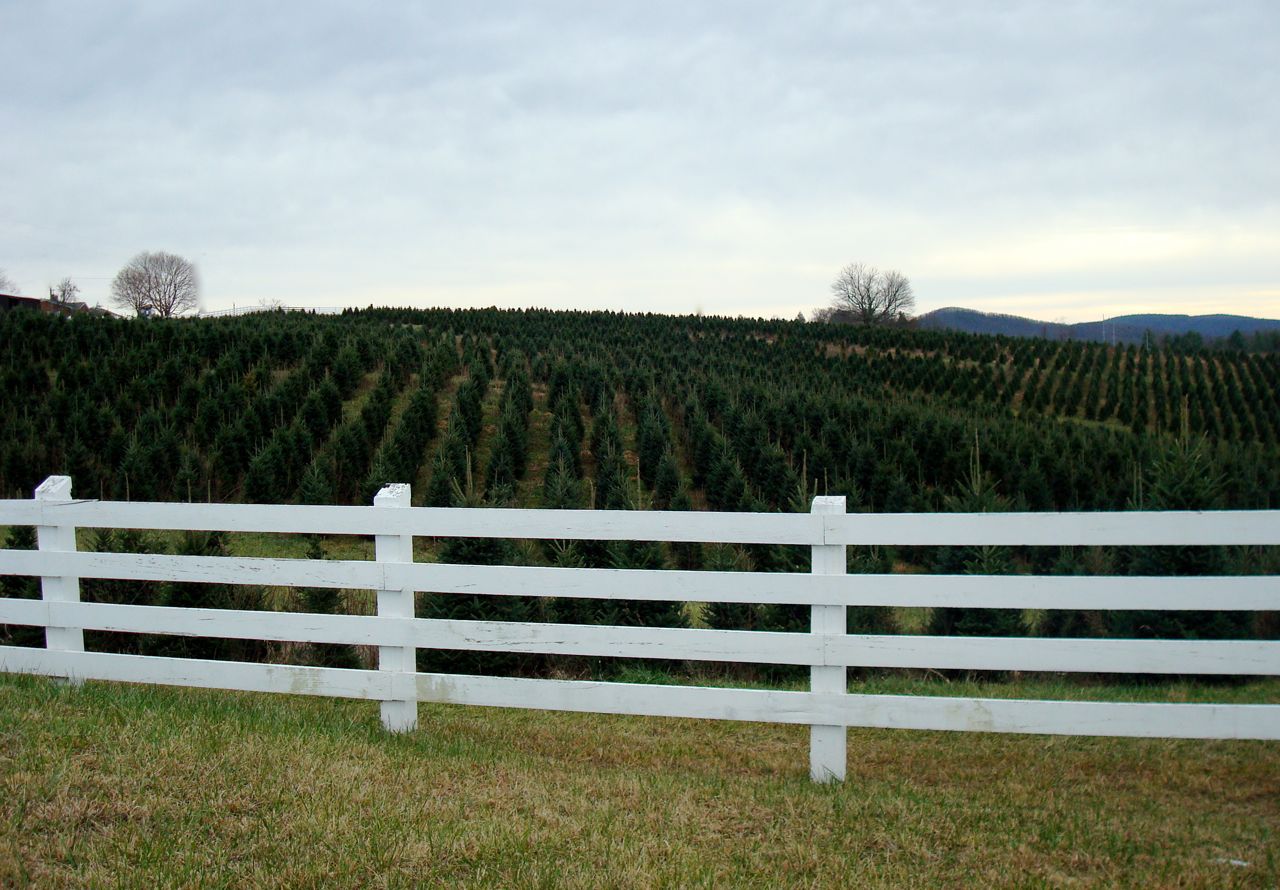 [christmastree+farm.jpg]